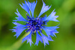 Chaber bławatek piękny niebieski polny kwiat kwitnący na tle zielonej trawy 