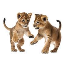 lion cubs playing transparent background