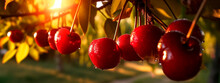 Yellow Cherry Grows In The Garden Harvest. Generative Ai,