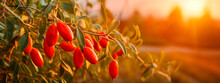 Goji Berries Grow On A Tree In A Harvest Garden. Generative Ai,