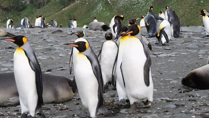 Wall Mural - King Penguins on the beach at Salisbury Plane in South Georgia