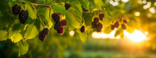 Mulberry Grows On A Tree In The Harvest Garden. Generative Ai,