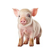 Baby pig isolated on transparent background, created with generative AI