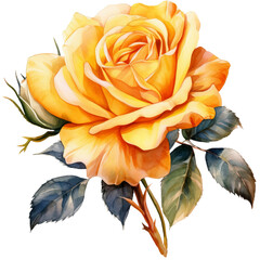 Wall Mural - Yellow rose on a transparent background