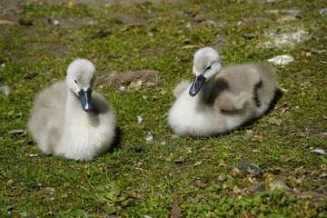 Wall Mural - Young Mute Swans (Cygnus olor) Anatidae family. Hanover, Germany, May 29, 2023.