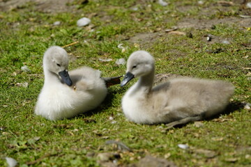 Wall Mural - Young Mute Swans (Cygnus olor) Anatidae family. Hanover, Germany, May 29, 2023.