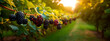 © Erik - blackberry grows on a tree in the harvest garden. Generative Ai,