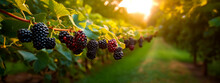 Blackberry Grows On A Tree In The Harvest Garden. Generative Ai,