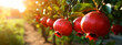 © Erik - Pomegranate grows on a tree in the harvest garden. Generative Ai,