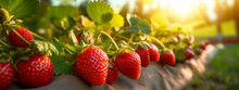 Strawberries Grow In The Garden Harvest. Generative Ai,