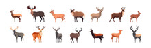 Set Of Deer, Flat Cartoon Isolated On White Background. Vector Illustration