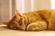 © Blending Focus - Ginger cat lying on bed