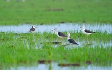 Group Of Black-winged Stilt Birds Stand In  Swamp And Walk Aroung To Look For Food In Water In Area Of Southern Part In Thailand