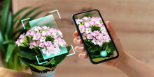 Phone In Hand Scanning Kalanchoe Flowers In Pot Using Mobile App For Plant Identification And Diagnostics.