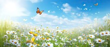 Bright Spring Or Summer Cheerful Image Of Field Of Blooming Meadow Flowers Daisy And Butterflies Fluttering Above It Against Backdrop Of Bright Blue Sky In Nature