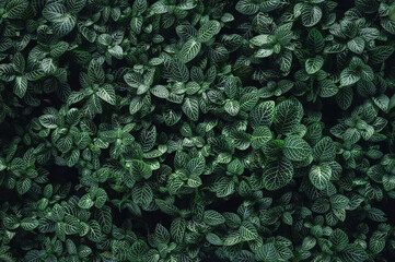 Wall Mural - green leaf background texture in nature