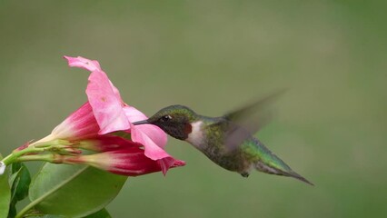 Wall Mural - Male ruby-throated hummingbird gathering nectar 