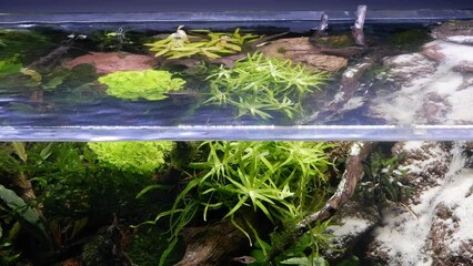 Wall Mural - split view of lava stone and sand waterfall aquascape, healthy aquatic vegetation oxygenate air bubbles, iwagumi Amano style flora design detail, low LED light, freshwater aquarium hobby