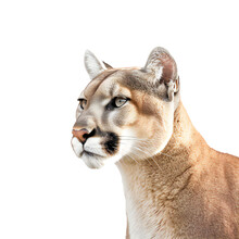 African Puma, Cougar Isolated On Transparent. Generative Ai Art