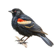 Red Winged Blackbird Isolated On Transparent. Generative Ai Art