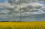 Fototapeta Na ścianę - windmill on a field of blooming rapeseed, stopped propeller