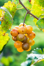 Muscadine Grapes On A Vine In North Carolina, Closeup