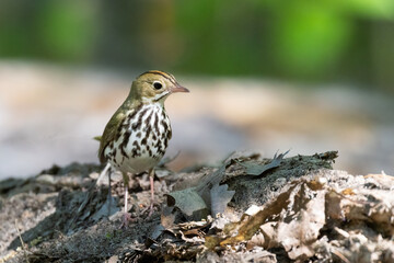 Canvas Print - ovenbird (Seiurus aurocapilla) in spring