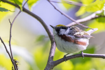 Canvas Print -  chestnut-sided warbler (Setophaga pensylvanica) 