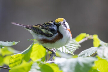 Wall Mural -  chestnut-sided warbler (Setophaga pensylvanica) 