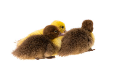 Wall Mural - little ducklings isolated