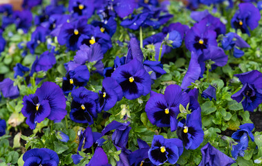 Poster - background of many flowers pansies