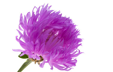 Poster - cornflower lilac isolated