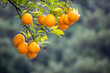 Close up orange trees with fruits. Fresh oranges on the tree. Ripe tangerines on a tree branch. Ripe orange drops after rain in a green garden.