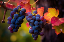 Red Grapes On Vine