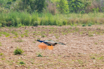 Wall Mural - A peacock taking flight in a field