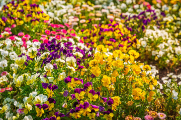 Scenic view of colourful flowerbeds and grass lawn in sunny day