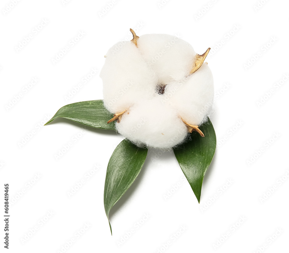 Beautiful cotton flower with leaves on white background