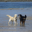 rencontre de deux chiens sur la plage