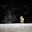 Golden retriever courre seul dans la neige à côté d'un arbre