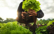 © Nikita - Farmer close-up holding and picking up green lettuce salad leaves with roots