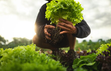 Farmer Close-up Holding And Picking Up Green Lettuce Salad Leaves With Roots