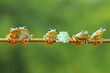 © RooM The Agency - Six javan tree frogs sitting on a branch with one facing the other way, Indonesia