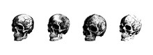 Engraved Drawing Of A Human Skull. The Human Skull Is Drawn In Pencil On An Isolated Background. Medicine. Investigation. Black And White Style. Ideal For Postcard, Book, Poster, Banner. Vector Set