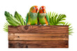 two lovebirds / parrots sitting on a wooden sign in front of tropical foliage, isolated over transparency, cut-out vacation, beach, summer, jungle or pirates' island design element, generative AI