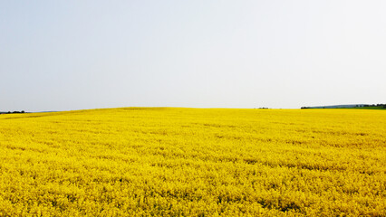 Wall Mural - Aerial view of the yellow agricultural agro fields of rapeseed plant culture. Photography for the background of tourism, design, advertising and agro business