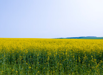 Wall Mural - Yellow agricultural agro field of rapeseed plant culture. Yellow-blue background for tourism, design, advertising and agro business