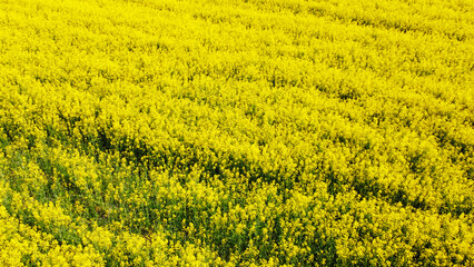 Wall Mural - Aerial view of the yellow agricultural agro field of rapeseed plant culture. Yellow background for tourism, design, advertising and agro business