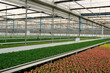 Greenhouse full of colorful flowers. row of chrysanthemums