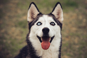 perro husky