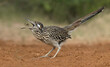 road runner with grasshopper in its beak